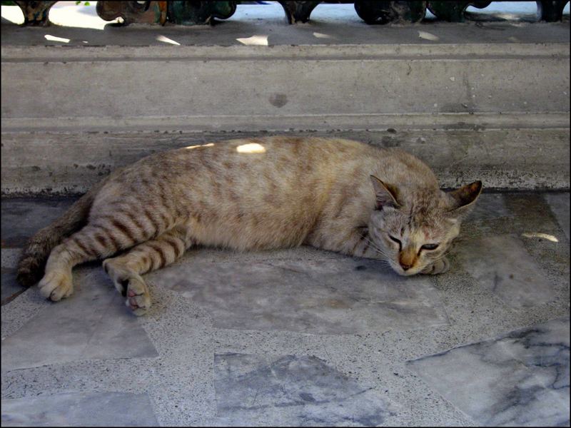 Thai Cat