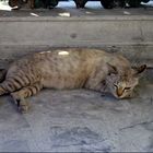 Thai Cat