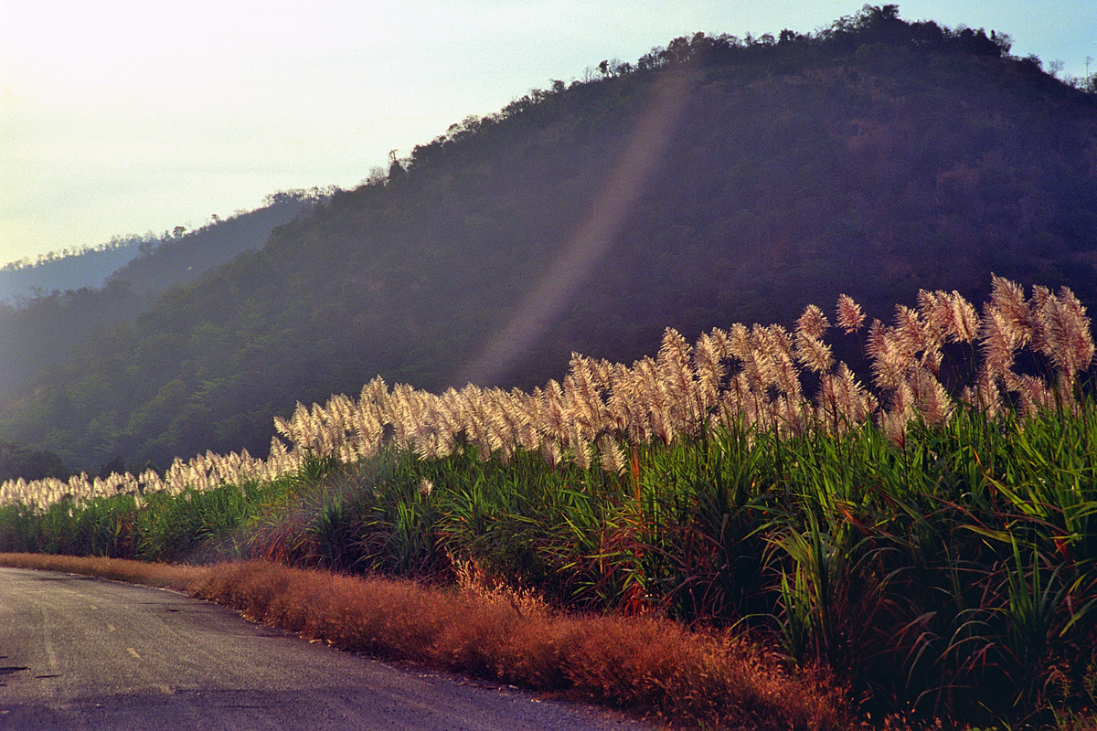 Thai dusters grass