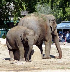 Thai-Frauen sind auch bei Elefanten beliebt