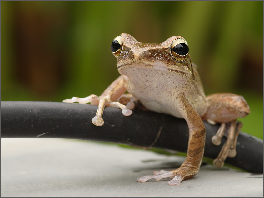 Thai-Frog