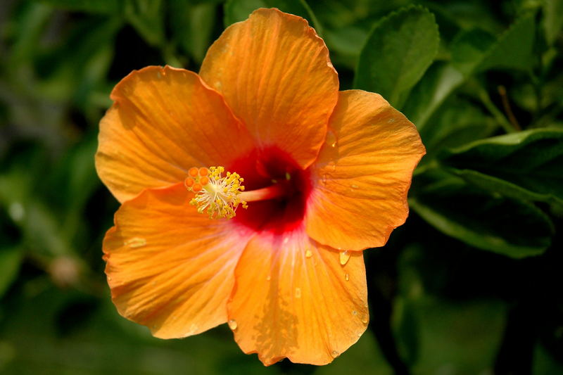 Thai Hibiskus