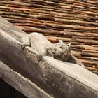 Thai Katze mal etwas anders