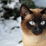 Thaikater im Schnee