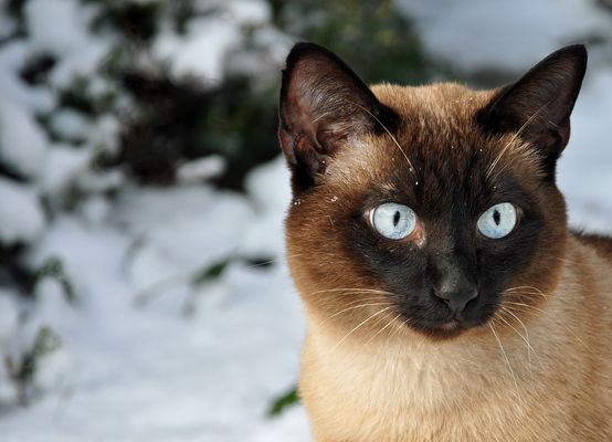 Thaikater im Schnee