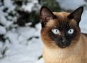 Thaikater im Schnee von OhneWorte 