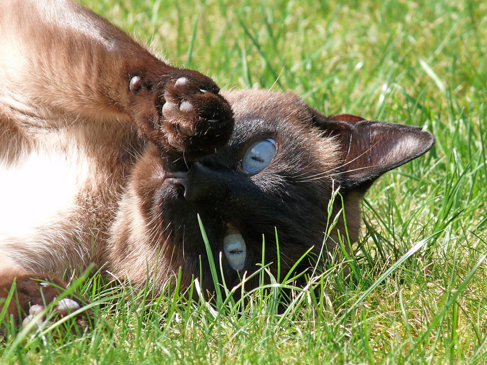 Thaikater Minx bei Sonnenbad