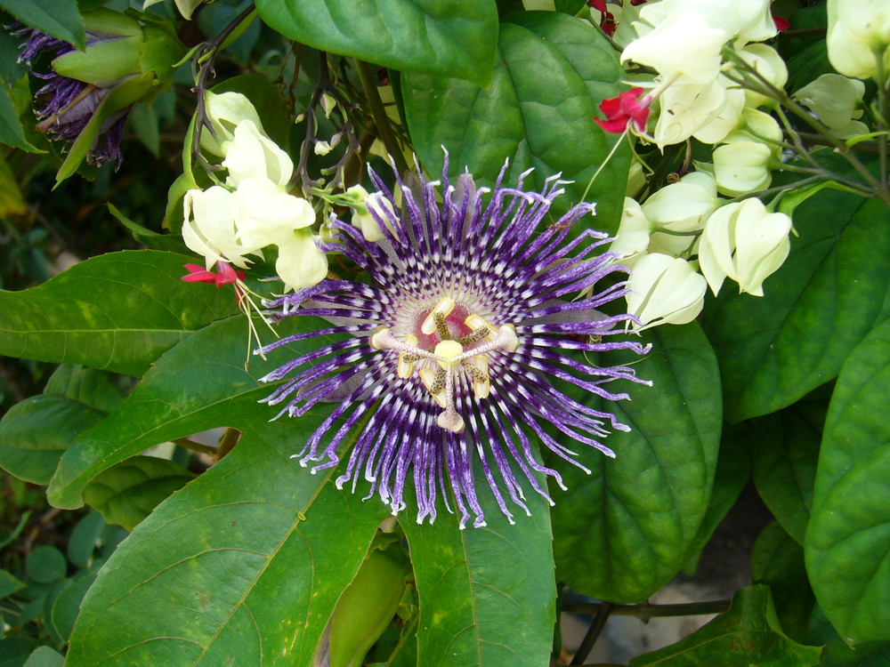 Thailändische Blüten im November