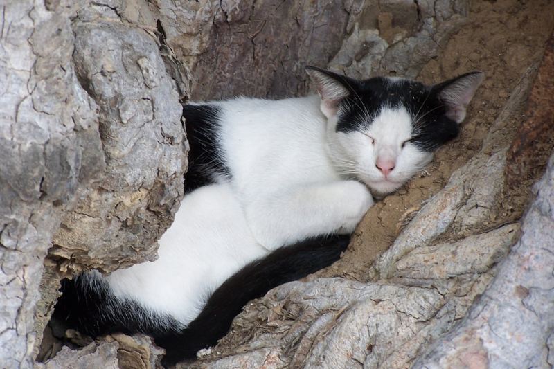 Thailändische Palastkatze.....