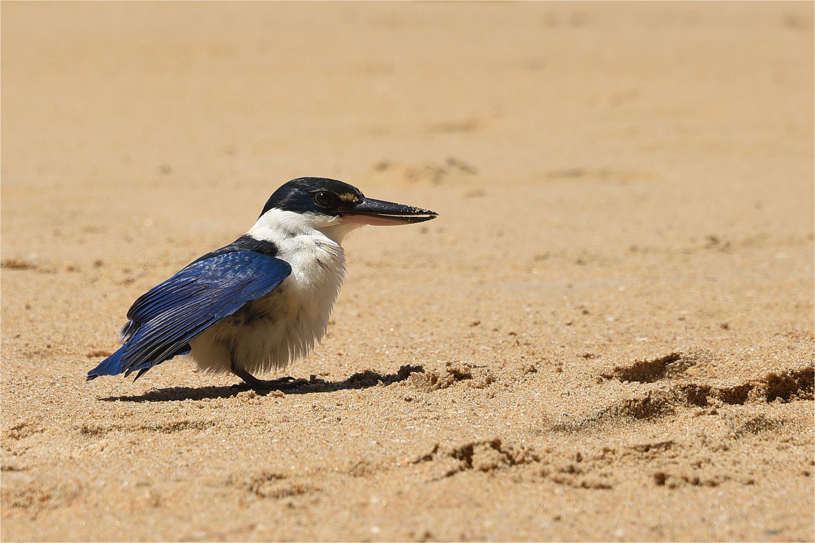 Thailändischer Eisvogel 2