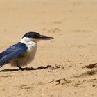 Thailändischer Eisvogel 2