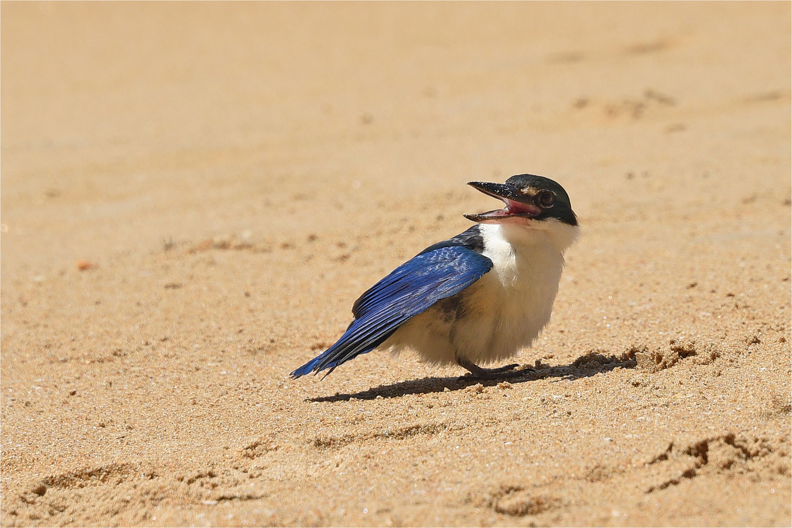 Thailändischer Eisvogel 3