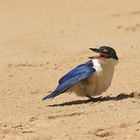 Thailändischer Eisvogel 3