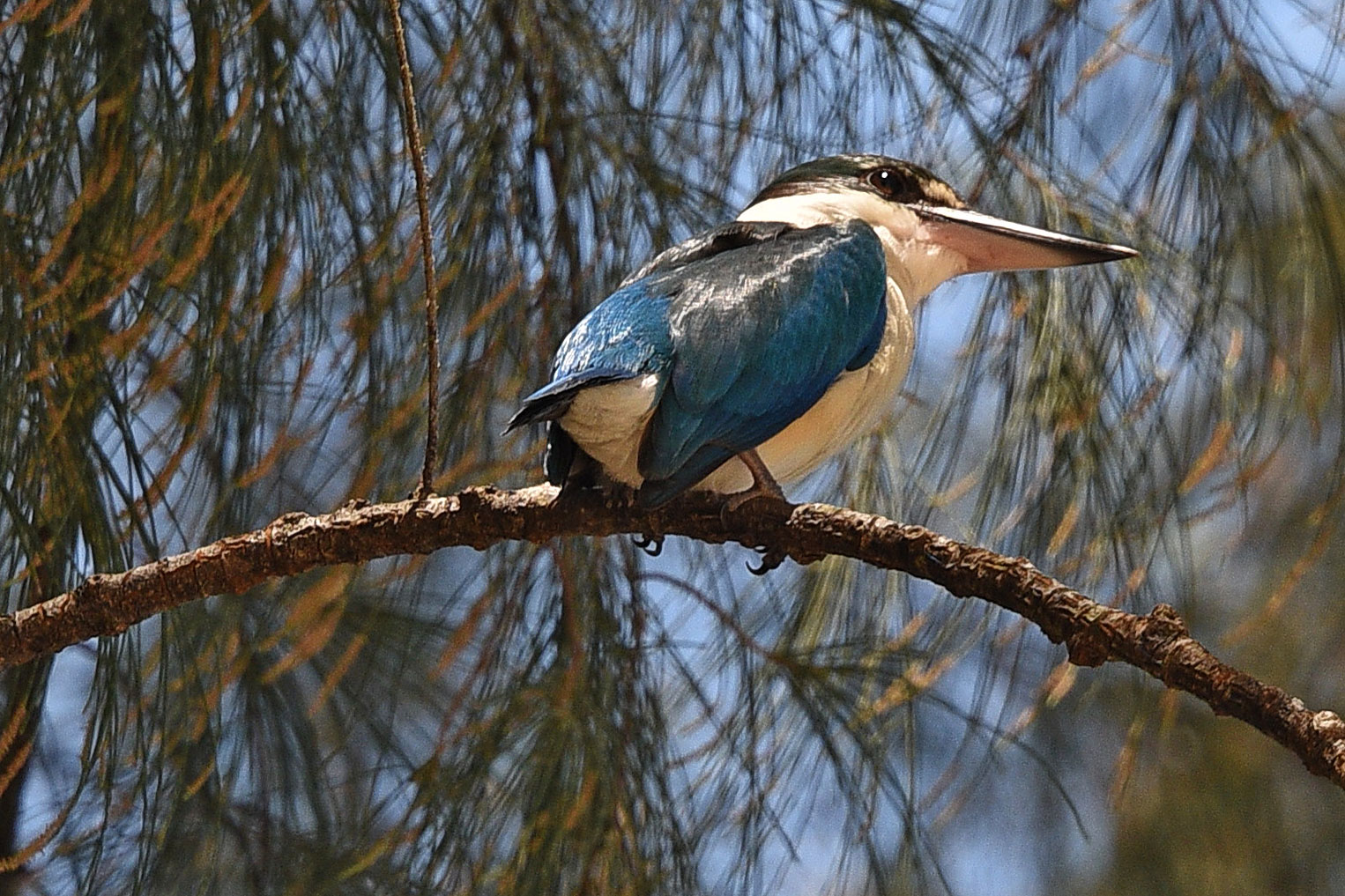 Thailändischer Eisvogel