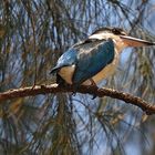 Thailändischer Eisvogel