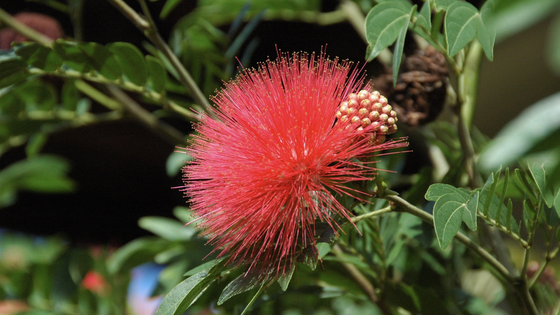 Thailand (2014), Pohutukawa