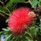 Thailand (2014), Pohutukawa