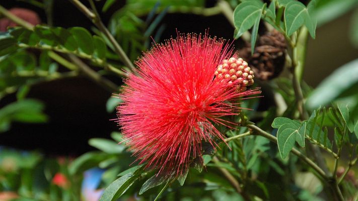 Thailand (2014), Pohutukawa