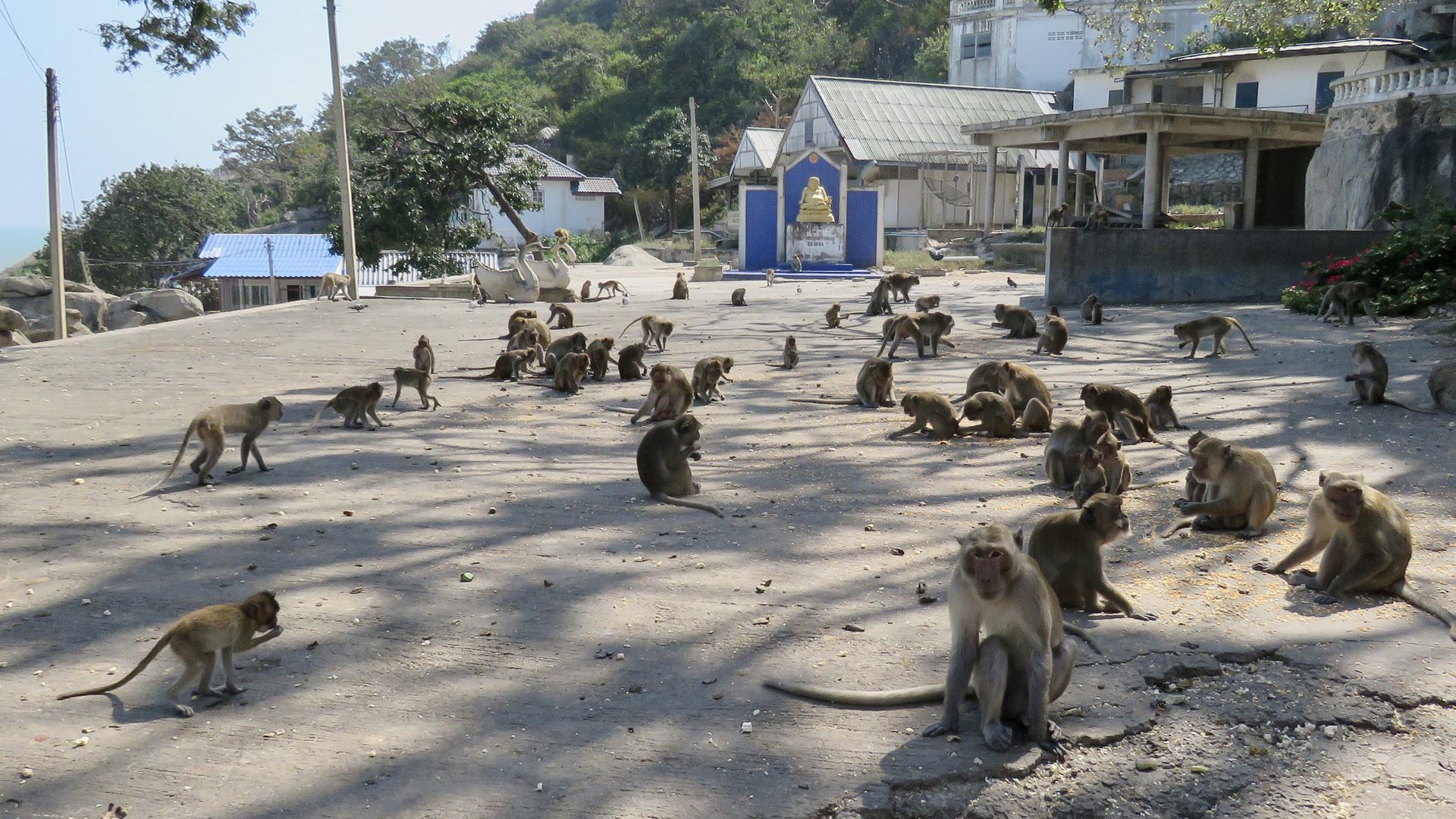 Thailand (2019), Affenberg