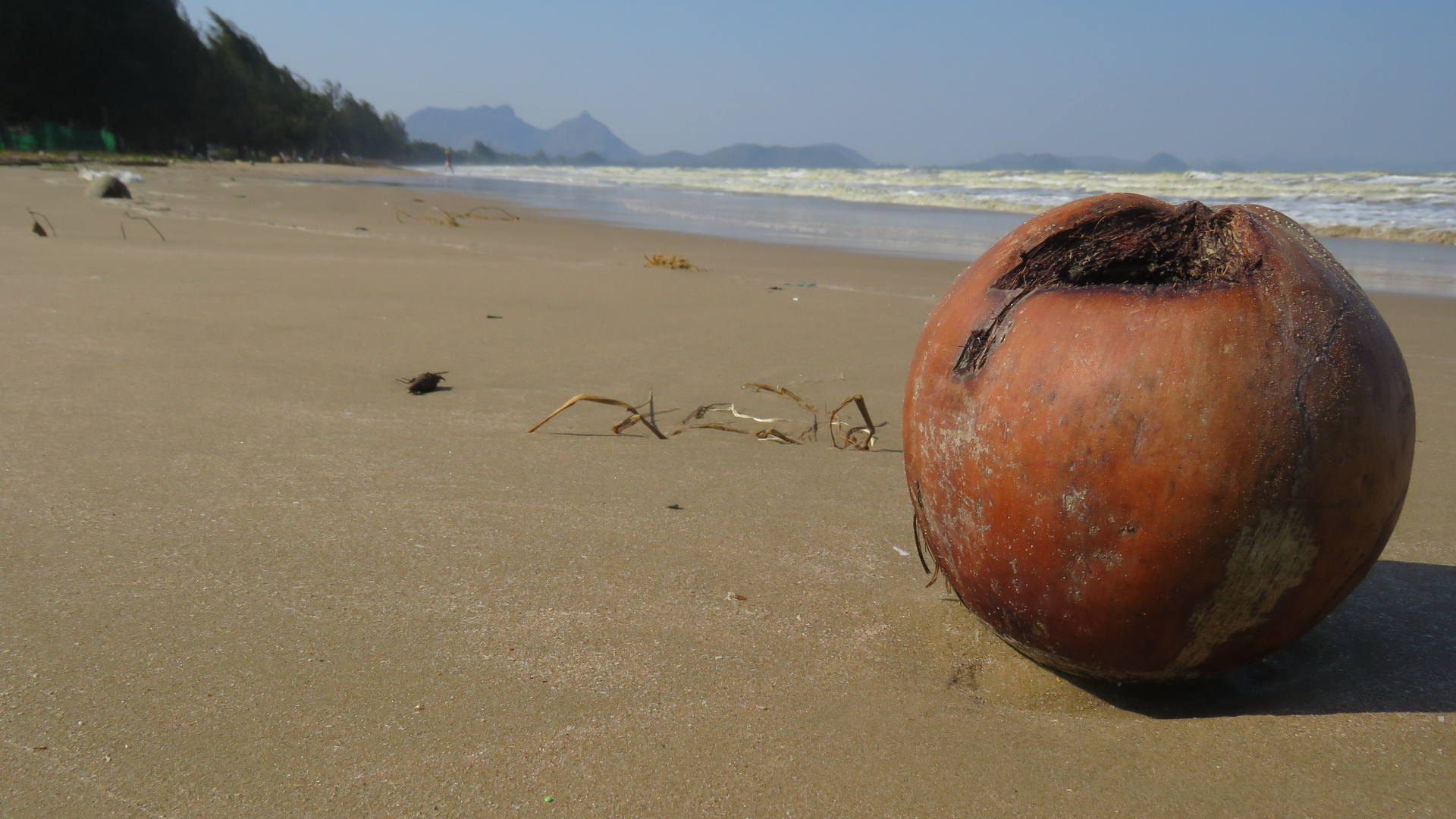 Thailand (2019), Coconut 