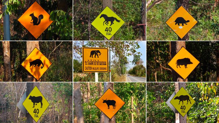 Thailand (2025), CAUTION Wildlife Crossing