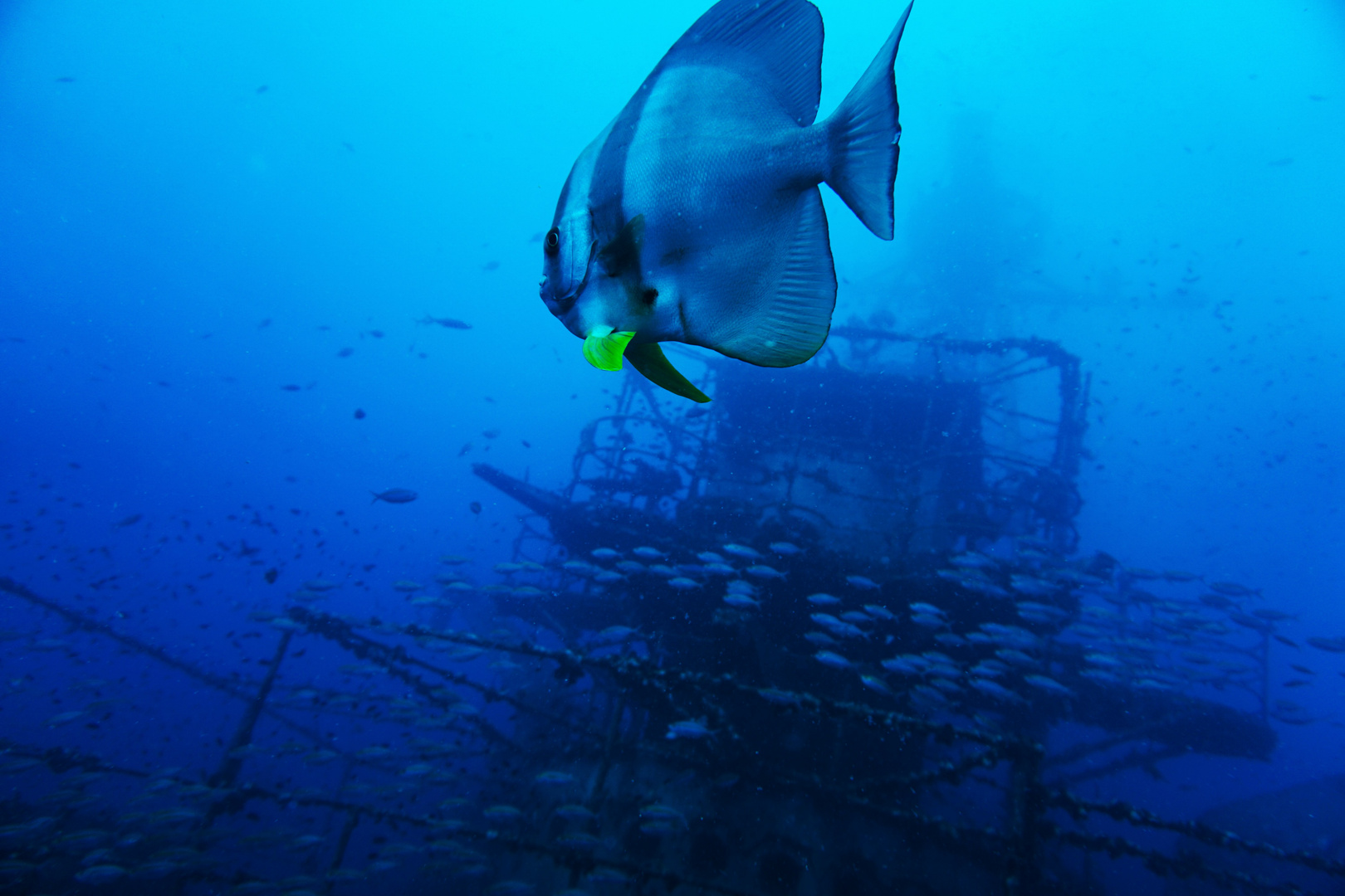 Thailand, Batfish