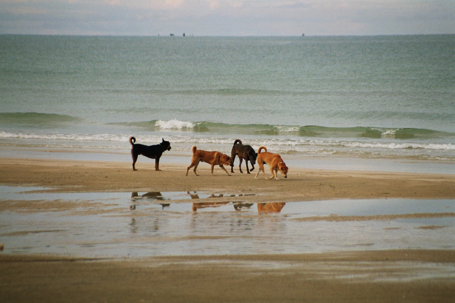 Thailand - beach dogs