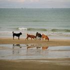 Thailand - beach dogs