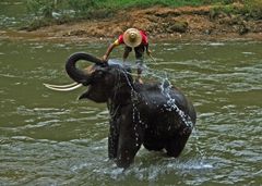 Thailand, Elefantenwaschanlage