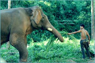 Thailand Elephant love