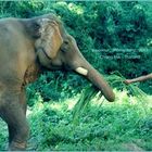 Thailand Elephant love