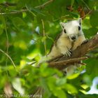 Thailand Farb Squirrel