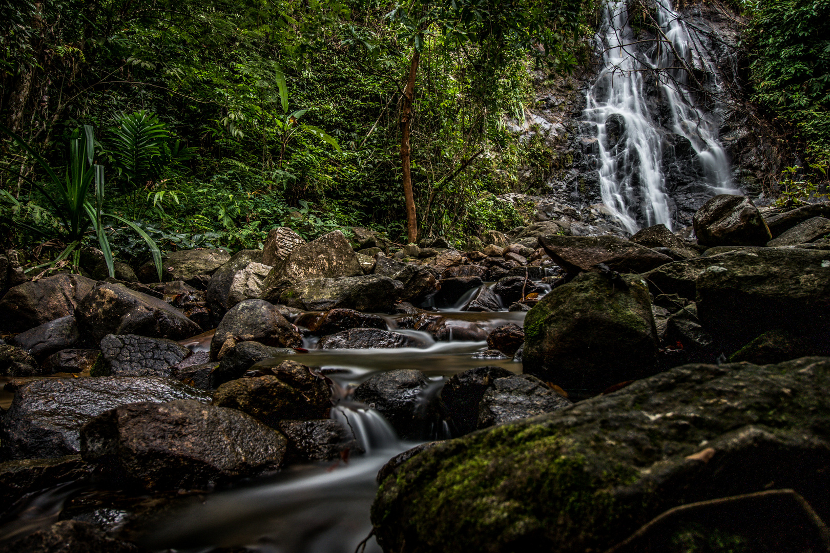 Thailand Jungle