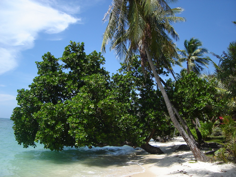 Thailand Ko Phangan Lagune Strand cocohut groove leela beach