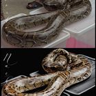 Thailand Python