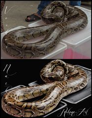 Thailand Python