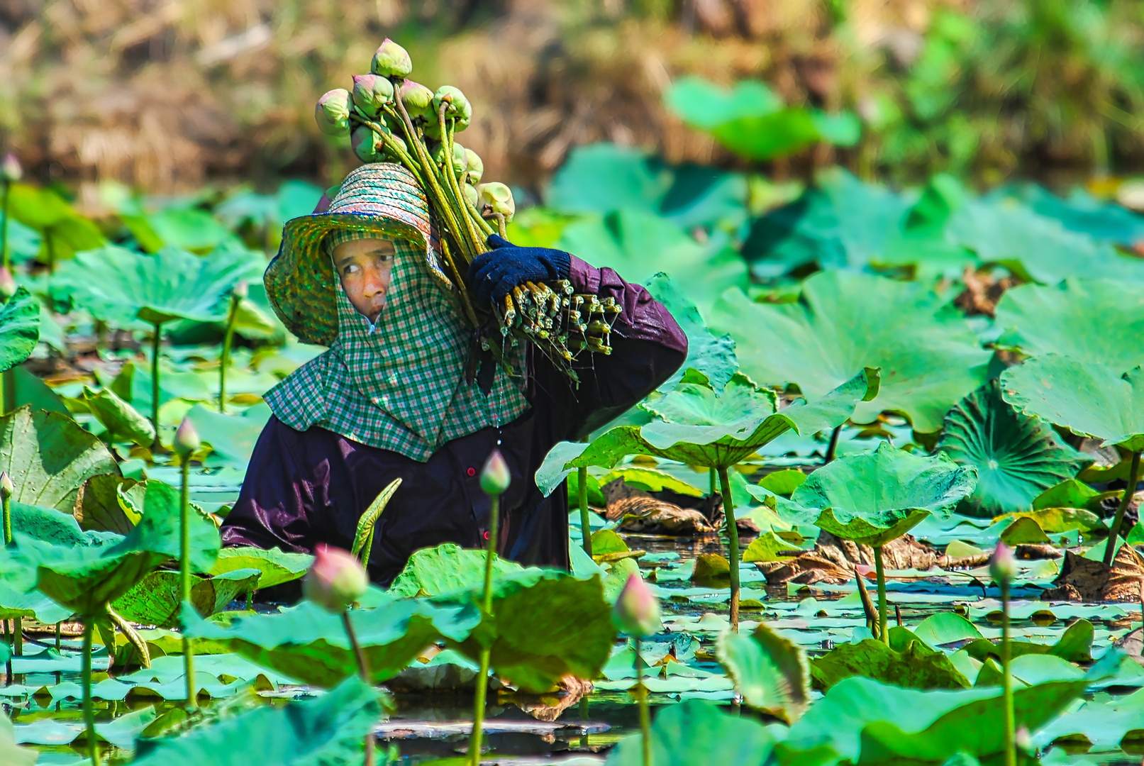 Thailand Seerosenfarm