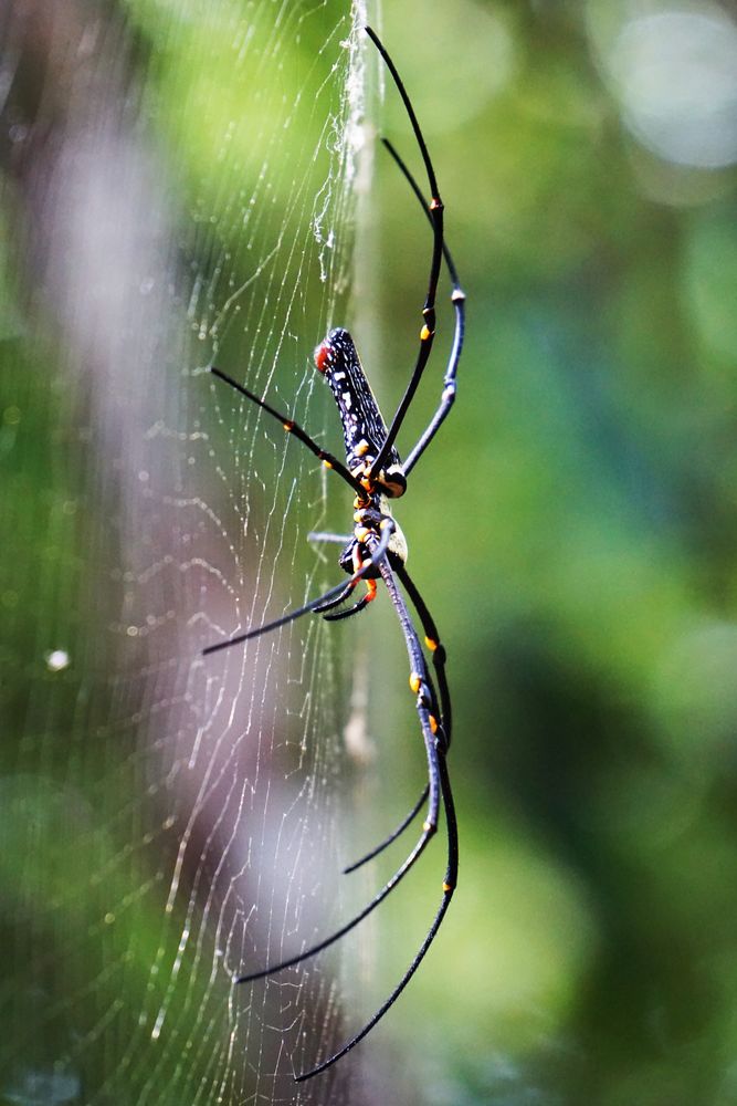 Thailand, Spinne Foto & Bild makro, natur, netz Bilder auf