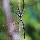 Thailand, Spinne