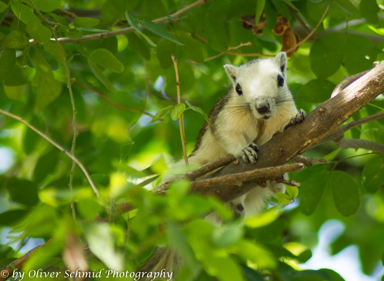 Thailand Squirrel