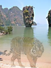 Thailand-Tiger