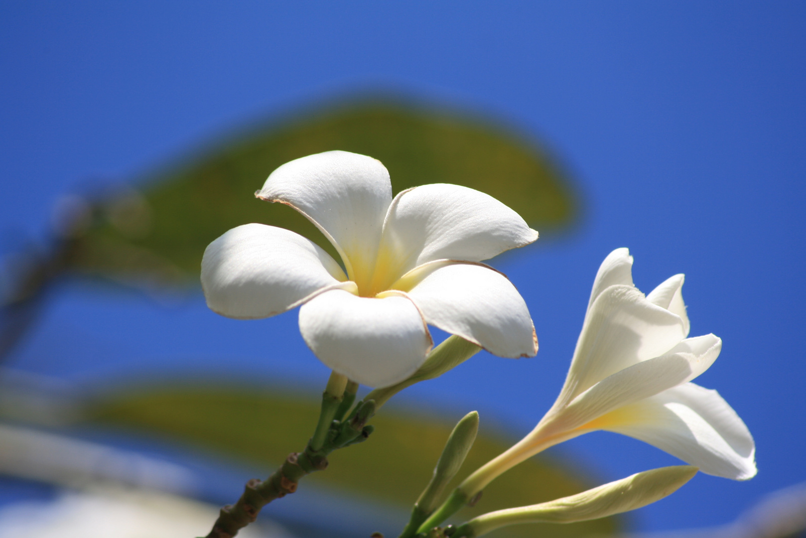 Thailandblüte