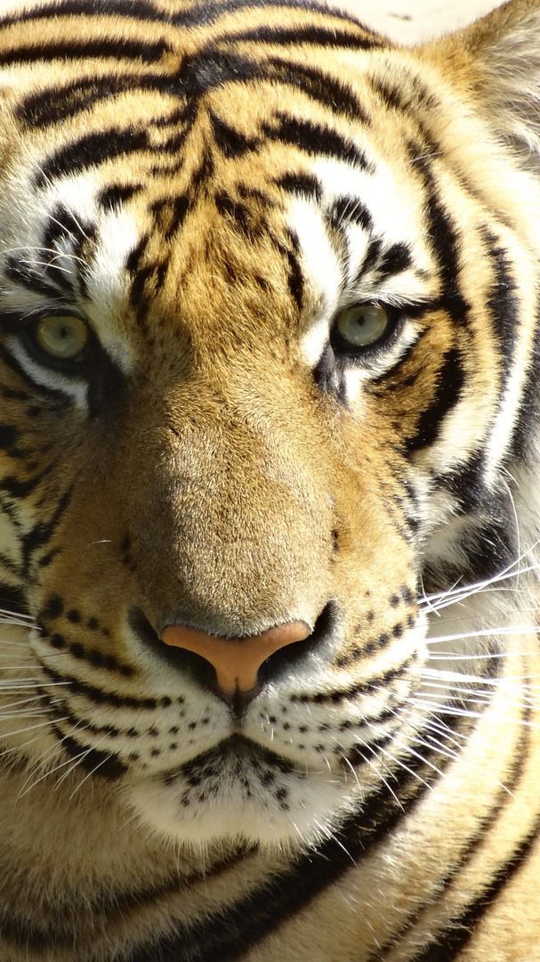 THAILANDE tiger