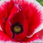 Thailands Blüten I - Mohn