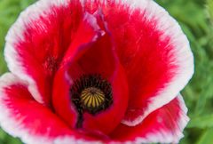 Thailands Blüten I - Mohn