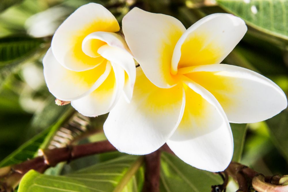 Thailands Blüten IX - Frangipani