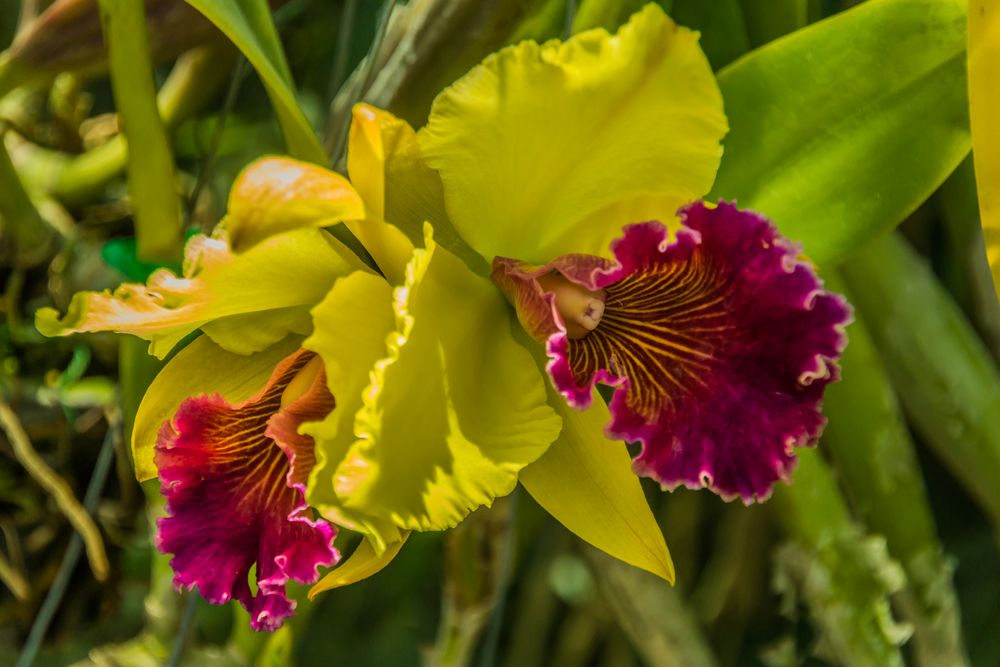 Thailands Blüten V - Orchideen