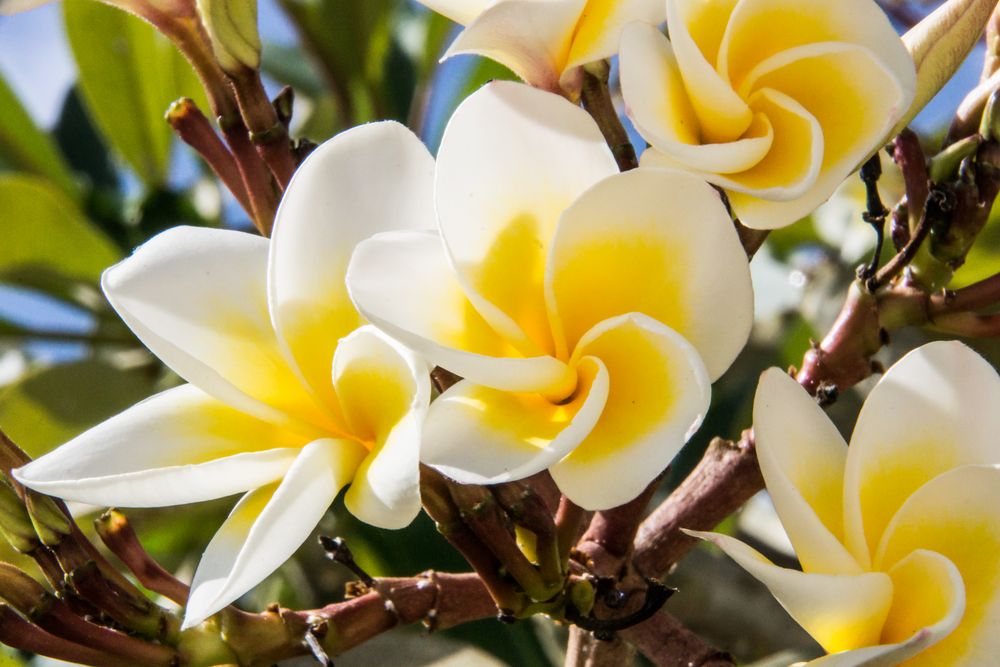 Thailands Blüten VIII - Frangipani