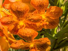 Thailands Blüten XII - Orchideen