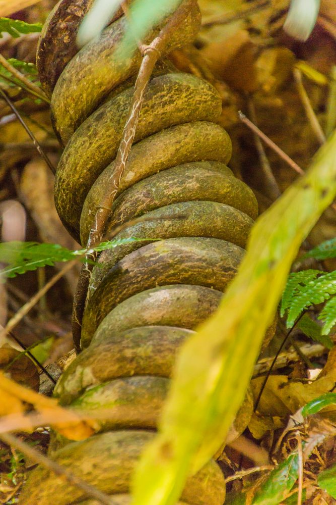 Thailands Grün IX - Lianen im Bencha NP